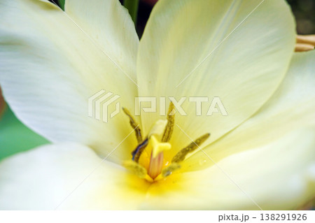 チューリップ☆Tulip 138291926
