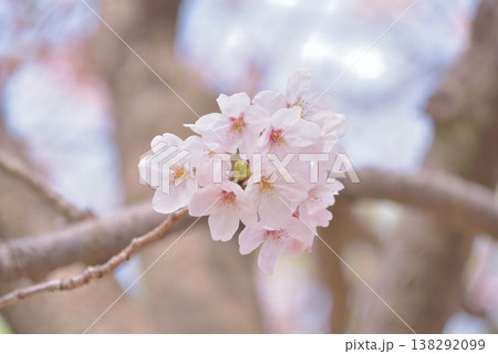 わが家の花見 わが家の花見 138292099