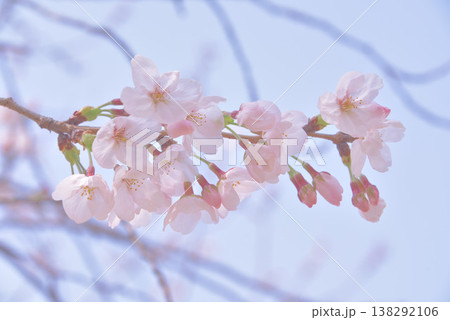 わが家の花見 わが家の花見 138292106