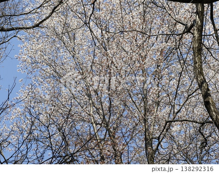 空を仰げばヤマザクラ 138292316
