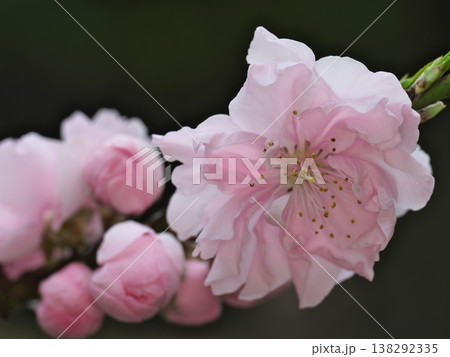 ハナモモの花のクローズアップ 138292335