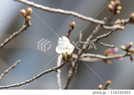 桜の開花予想の参考になる咲き始めた一輪の桜の花 138292893