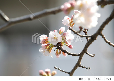 桜の開花予想の参考になる咲き始めた一輪の桜の花 138292894