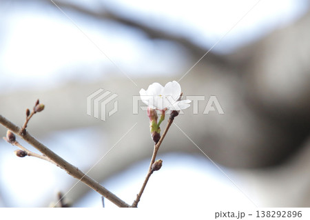 桜の開花予想の参考になる咲き始めた一輪の桜の花 桜の開花予想の参考になる咲き始めた一輪の桜の花 138292896