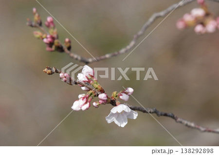 桜の開花予想の参考になる咲き始めた一輪の桜の花 138292898