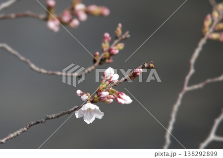 桜の開花予想の参考になる咲き始めた一輪の桜の花 桜の開花予想の参考になる咲き始めた一輪の桜の花 138292899