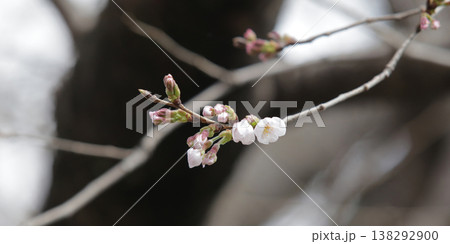 桜の開花予想の参考になる咲き始めた一輪の桜の花 桜の開花予想の参考になる咲き始めた一輪の桜の花 138292900