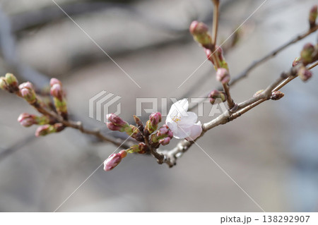 桜の開花予想の参考になる咲き始めた一輪の桜の花 138292907