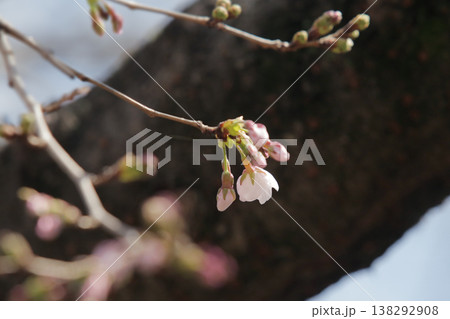 桜の開花予想の参考になる咲き始めた一輪の桜の花 桜の開花予想の参考になる咲き始めた一輪の桜の花 138292908