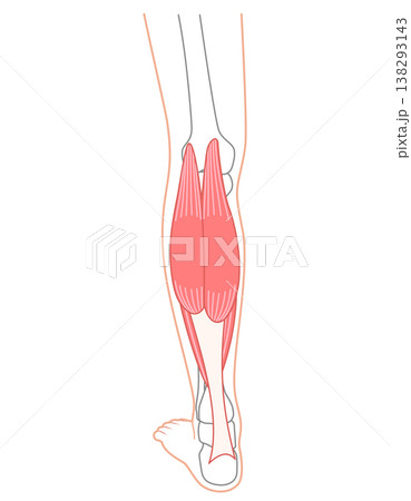 ふくらはぎの筋肉　腓腹筋　ヒラメ筋　下腿三頭筋 138293143