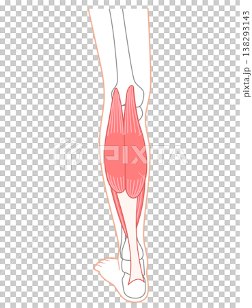 ふくらはぎの筋肉　腓腹筋　ヒラメ筋　下腿三頭筋 138293143