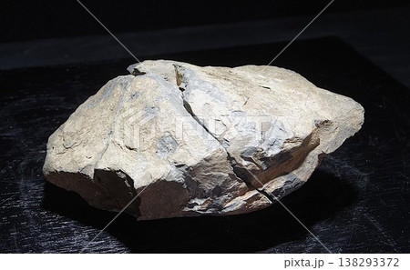 アンモナイト 138293372