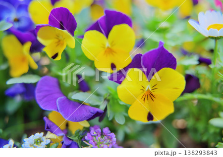 黄色と紫のビオラの花のクローズアップ 黄色と紫のビオラの花のクローズアップ 138293843