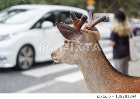 横断歩道を渡る鹿 138293844