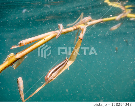 流れ藻につくニジギンポ幼魚の群れ。他。 ヒリゾ浜南伊豆町中木 静岡県伊豆半島-2025 日本有数のシ 流れ藻につくニジギンポ幼魚の群れ。他。 ヒリゾ浜南伊豆町中木 静岡県伊豆半島-2025 日本有数のシ 138294348