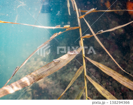 流れ藻につくニジギンポ幼魚の群れ。他。 ヒリゾ浜南伊豆町中木 静岡県伊豆半島-2025 日本有数のシ 流れ藻につくニジギンポ幼魚の群れ。他。 ヒリゾ浜南伊豆町中木 静岡県伊豆半島-2025 日本有数のシ 138294366