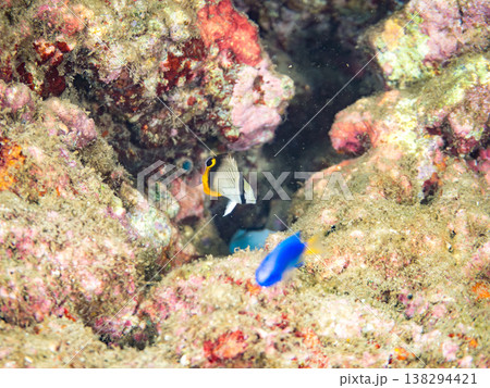 フウライチョウチョウウオ幼魚他。 ヒリゾ浜南伊豆町中木 静岡県伊豆半島-2025 日本有数のシュノー 138294421