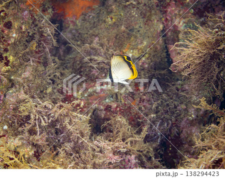フウライチョウチョウウオ幼魚他。 ヒリゾ浜南伊豆町中木 静岡県伊豆半島-2025 日本有数のシュノー フウライチョウチョウウオ幼魚他。 ヒリゾ浜南伊豆町中木 静岡県伊豆半島-2025 日本有数のシュノー 138294423