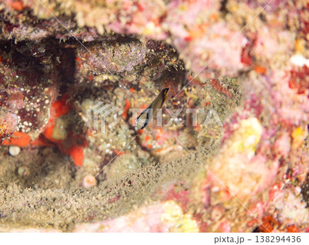 フウライチョウチョウウオ幼魚他。 ヒリゾ浜南伊豆町中木 静岡県伊豆半島-2025 日本有数のシュノー フウライチョウチョウウオ幼魚他。 ヒリゾ浜南伊豆町中木 静岡県伊豆半島-2025 日本有数のシュノー 138294436