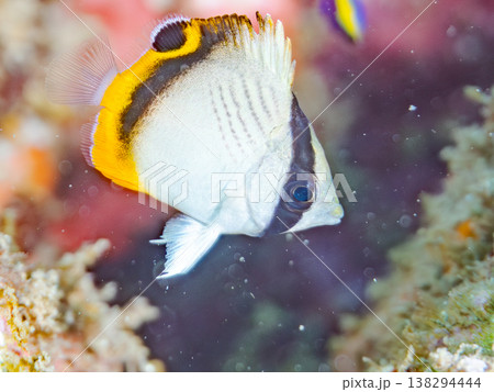 フウライチョウチョウウオ幼魚他。 ヒリゾ浜南伊豆町中木 静岡県伊豆半島-2025 日本有数のシュノー フウライチョウチョウウオ幼魚他。 ヒリゾ浜南伊豆町中木 静岡県伊豆半島-2025 日本有数のシュノー 138294444