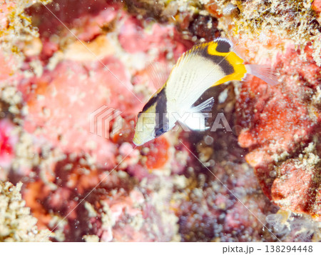 フウライチョウチョウウオ幼魚他。 ヒリゾ浜南伊豆町中木 静岡県伊豆半島-2025 日本有数のシュノー フウライチョウチョウウオ幼魚他。 ヒリゾ浜南伊豆町中木 静岡県伊豆半島-2025 日本有数のシュノー 138294448