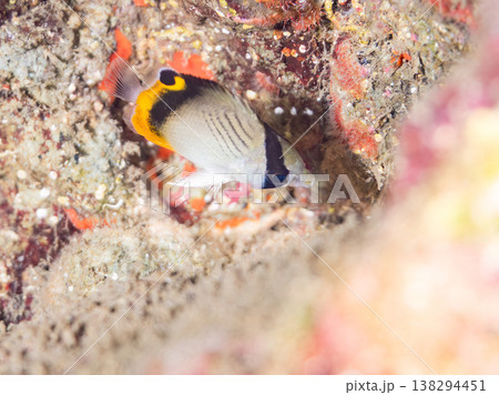 フウライチョウチョウウオ幼魚他。 ヒリゾ浜南伊豆町中木 静岡県伊豆半島-2025 日本有数のシュノー 138294451