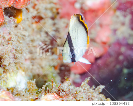 フウライチョウチョウウオ幼魚他。 ヒリゾ浜南伊豆町中木 静岡県伊豆半島-2025 日本有数のシュノー 138294452