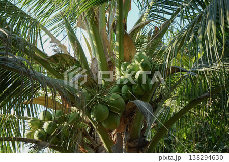 Many coconut bunches on the trees Many coconut bunches on the trees 138294630