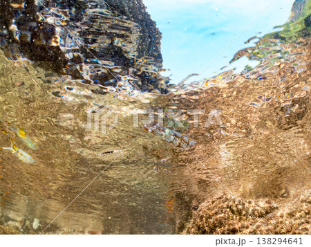 水面を泳ぐアオリイカ幼魚。他。 ヒリゾ浜南伊豆町中木 静岡県伊豆半島-2025 日本有数のシュノーケ 水面を泳ぐアオリイカ幼魚。他。 ヒリゾ浜南伊豆町中木 静岡県伊豆半島-2025 日本有数のシュノーケ 138294641