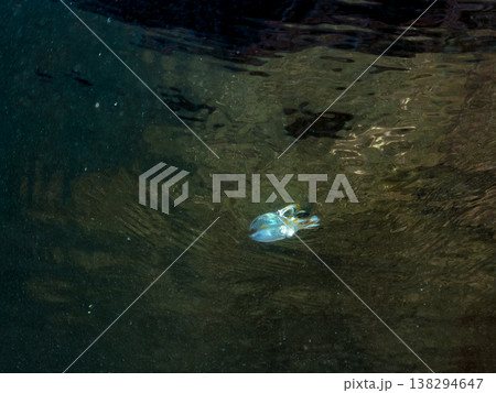 水面を泳ぐアオリイカ幼魚。他。 ヒリゾ浜南伊豆町中木 静岡県伊豆半島-2025 日本有数のシュノーケ 138294647