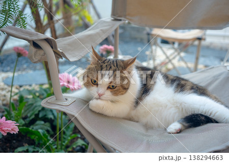 happy and relax concept with scottish cat play on camping chair in the garden on the morning happy and relax concept with scottish cat play on camping chair in the garden on the morning 138294663