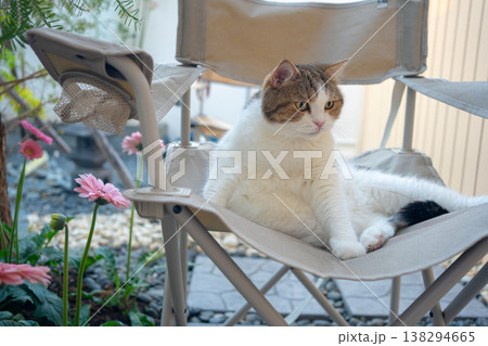 happy and relax concept with scottish cat play on camping chair in the garden on the morning happy and relax concept with scottish cat play on camping chair in the garden on the morning 138294665