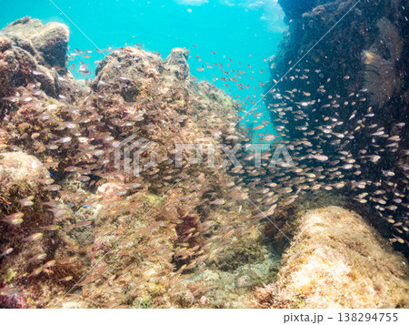 金色のキンメモドキ幼魚の大群他。 ヒリゾ浜南伊豆町中木 静岡県伊豆半島-2025 日本有数のシュノー 138294755