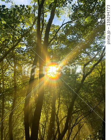 森の中から差し込む太陽 森の中から差し込む太陽 138294773