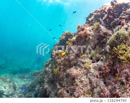黄色いモンツキハギ幼魚他。 ヒリゾ浜南伊豆町中木 静岡県伊豆半島-2025 日本有数のシュノーケリン 黄色いモンツキハギ幼魚他。 ヒリゾ浜南伊豆町中木 静岡県伊豆半島-2025 日本有数のシュノーケリン 138294795