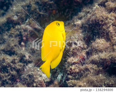 黄色いモンツキハギ幼魚他。 ヒリゾ浜南伊豆町中木 静岡県伊豆半島-2025 日本有数のシュノーケリン 黄色いモンツキハギ幼魚他。 ヒリゾ浜南伊豆町中木 静岡県伊豆半島-2025 日本有数のシュノーケリン 138294800