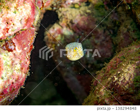 可愛いハコフグ幼魚他。 ヒリゾ浜南伊豆町中木 静岡県伊豆半島-2025 日本有数のシュノーケリングス 138294848