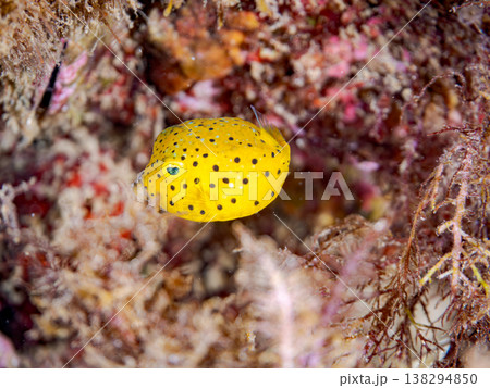 可愛いハコフグ幼魚他。 ヒリゾ浜南伊豆町中木 静岡県伊豆半島-2025 日本有数のシュノーケリングス 可愛いハコフグ幼魚他。 ヒリゾ浜南伊豆町中木 静岡県伊豆半島-2025 日本有数のシュノーケリングス 138294850
