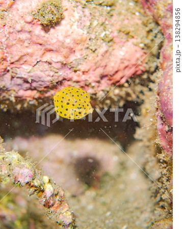可愛いハコフグ幼魚他。 ヒリゾ浜南伊豆町中木 静岡県伊豆半島-2025 日本有数のシュノーケリングス 可愛いハコフグ幼魚他。 ヒリゾ浜南伊豆町中木 静岡県伊豆半島-2025 日本有数のシュノーケリングス 138294856