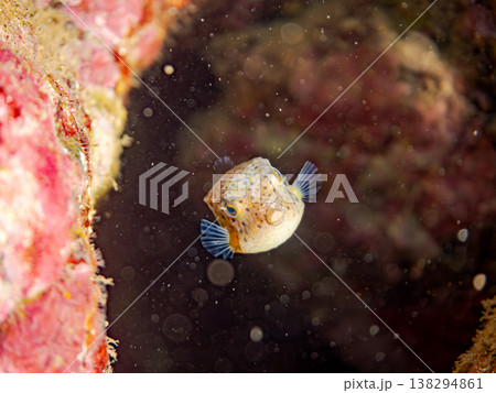 可愛いハコフグ幼魚他。 ヒリゾ浜南伊豆町中木 静岡県伊豆半島-2025 日本有数のシュノーケリングス 可愛いハコフグ幼魚他。 ヒリゾ浜南伊豆町中木 静岡県伊豆半島-2025 日本有数のシュノーケリングス 138294861