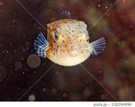 可愛いハコフグ幼魚他。 ヒリゾ浜南伊豆町中木 静岡県伊豆半島-2025 日本有数のシュノーケリングス 可愛いハコフグ幼魚他。 ヒリゾ浜南伊豆町中木 静岡県伊豆半島-2025 日本有数のシュノーケリングス 138294896