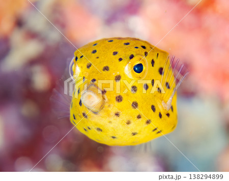 可愛いハコフグ幼魚他。 ヒリゾ浜南伊豆町中木 静岡県伊豆半島-2025 日本有数のシュノーケリングス 138294899