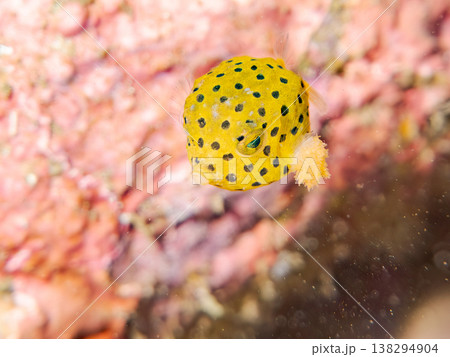 可愛いハコフグ幼魚他。 ヒリゾ浜南伊豆町中木 静岡県伊豆半島-2025 日本有数のシュノーケリングス 138294904