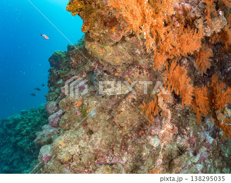 大きな超高級魚クエ（モロコ）他。 ヒリゾ浜南伊豆町中木 静岡県伊豆半島-2025 日本有数のシュノー 138295035