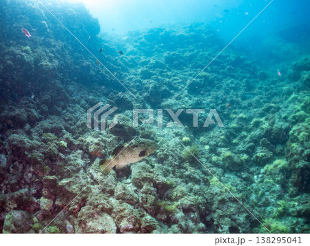 大きな超高級魚クエ（モロコ）他。 ヒリゾ浜南伊豆町中木 静岡県伊豆半島-2025 日本有数のシュノー 138295041