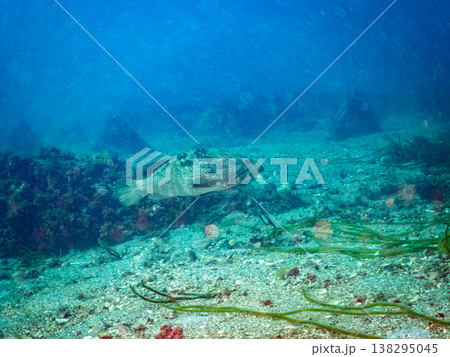 大きな超高級魚クエ（モロコ）他。 ヒリゾ浜南伊豆町中木 静岡県伊豆半島-2025 日本有数のシュノー 138295045