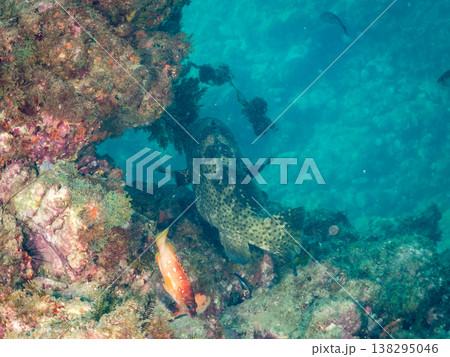 大きな超高級魚クエ（モロコ）他。 ヒリゾ浜南伊豆町中木 静岡県伊豆半島-2025 日本有数のシュノー 138295046