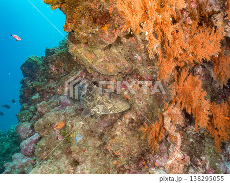 大きな超高級魚クエ（モロコ）他。 ヒリゾ浜南伊豆町中木 静岡県伊豆半島-2025 日本有数のシュノー 138295055