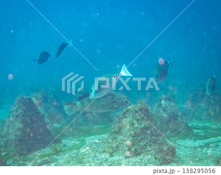 大きな超高級魚クエ（モロコ）他。 ヒリゾ浜南伊豆町中木 静岡県伊豆半島-2025 日本有数のシュノー 138295056