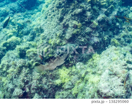 大きな超高級魚クエ(モロコ)他。 ヒリゾ浜南伊豆町中木 静岡県伊豆半島-2025 日本有数のシュノー 大きな超高級魚クエ(モロコ)他。 ヒリゾ浜南伊豆町中木 静岡県伊豆半島-2025 日本有数のシュノー 138295060